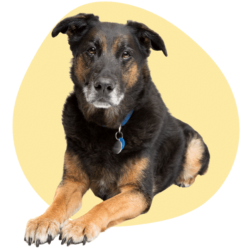 Pacific Heights Dog Behavior Training